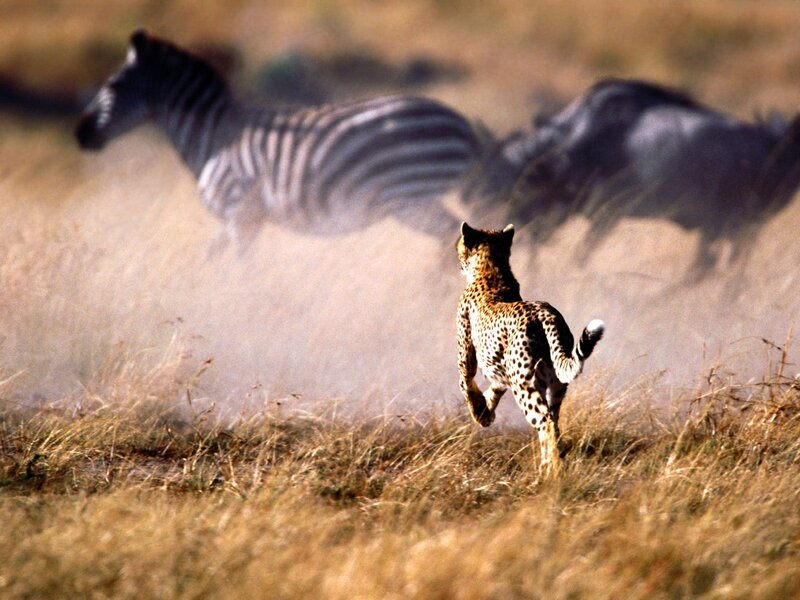 Cheetah Chasing Prey