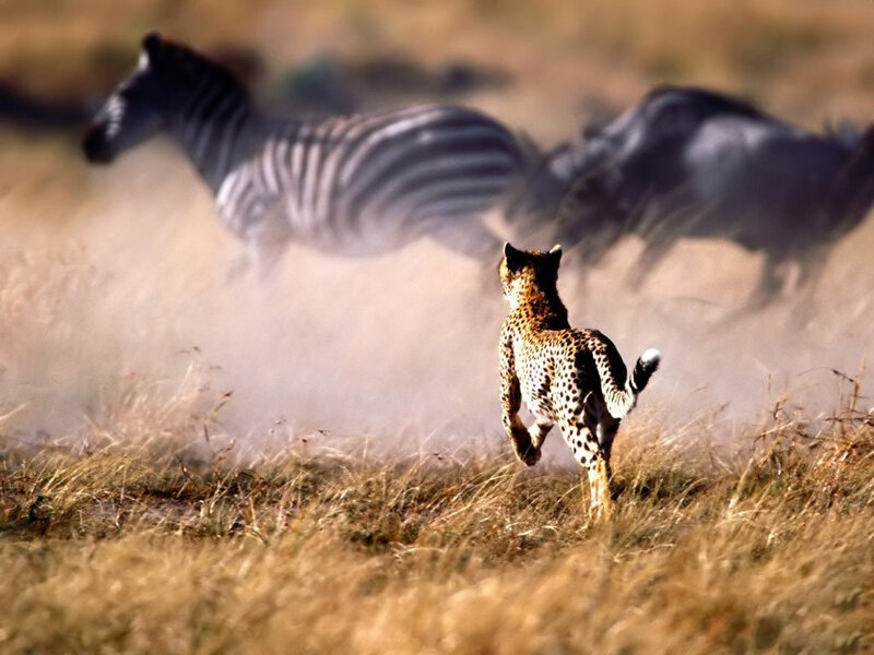 Cheetah chasing zebras