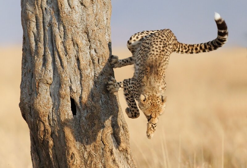 Cheetah climbing a tree