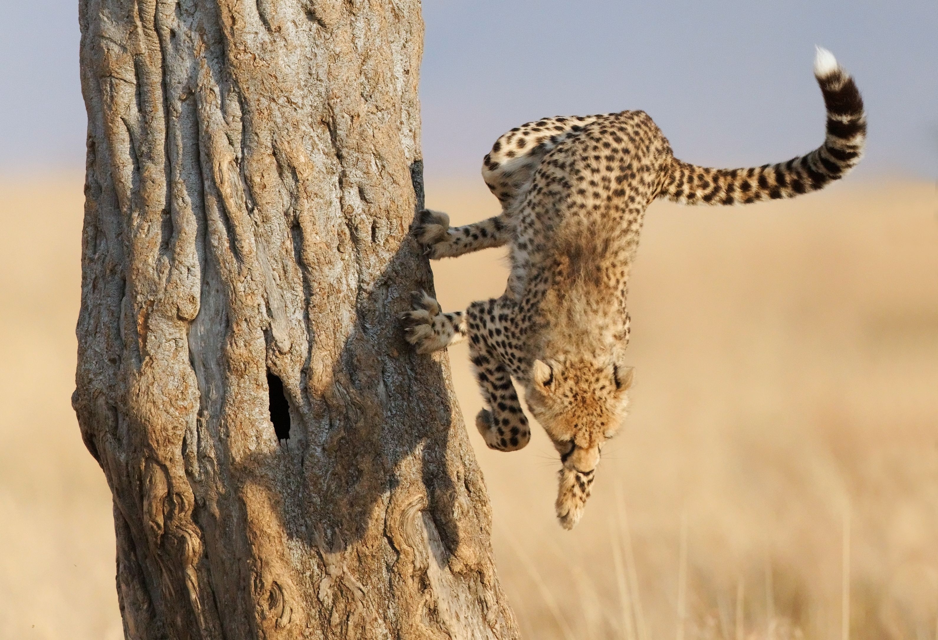 Cheetah climbing a tree