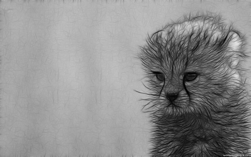 Cheetah Cub — Black, Calm
