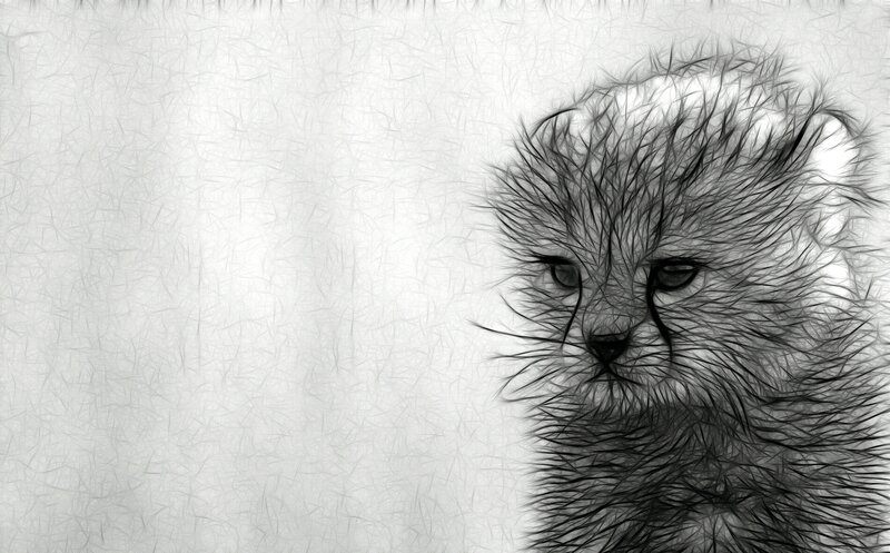 Cheetah Cub — Black