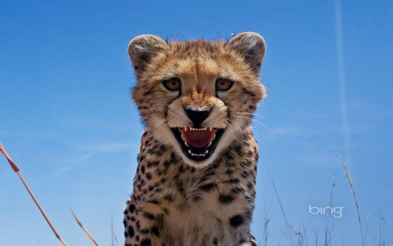 Cheetah Cub — Blue