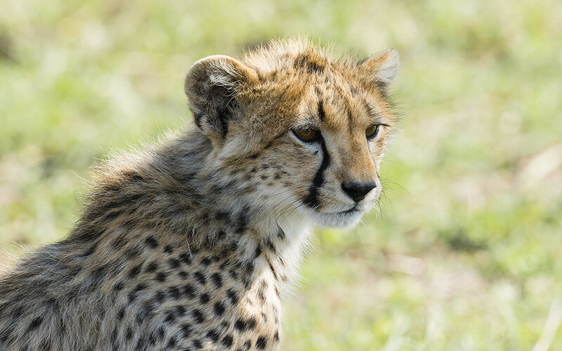 Cheetah Cub — Brown, Calm, Afternoon