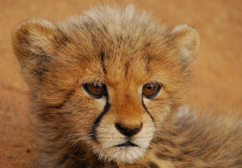 Cheetah Cub — Brown, Calm, Photograph, Eyes