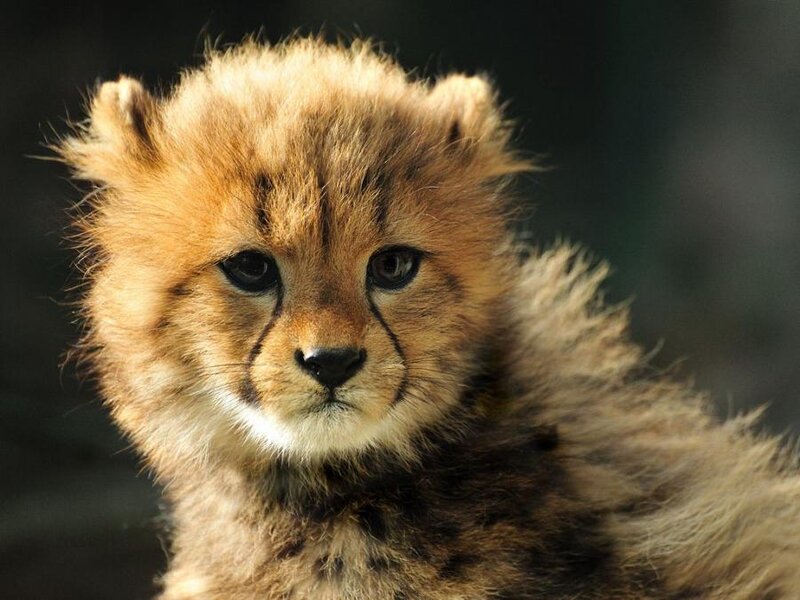 Cheetah Cub — Brown, Calm, Photograph, Fur