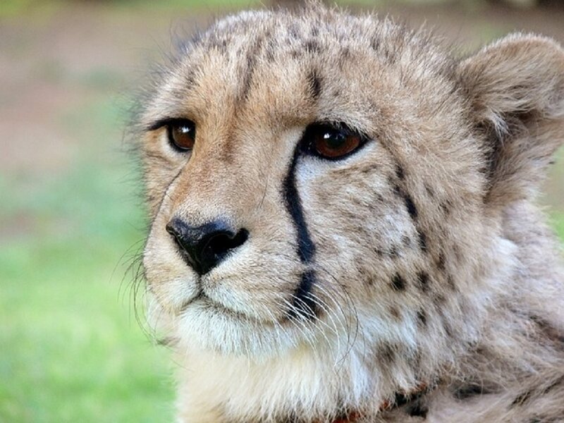 Cheetah Cub — Brown, Calm, Photograph, Grass, Fur