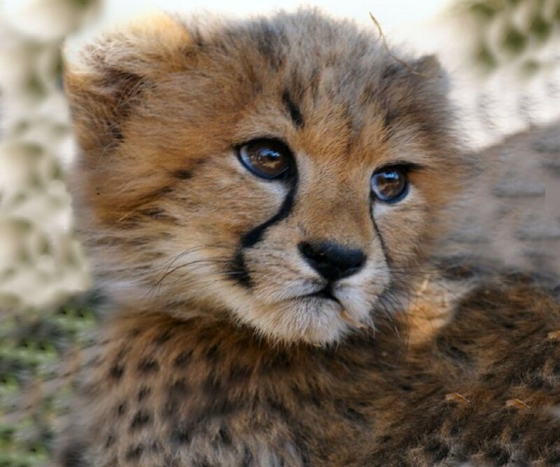Cheetah Cub — Brown, Calm, Photograph, Spots