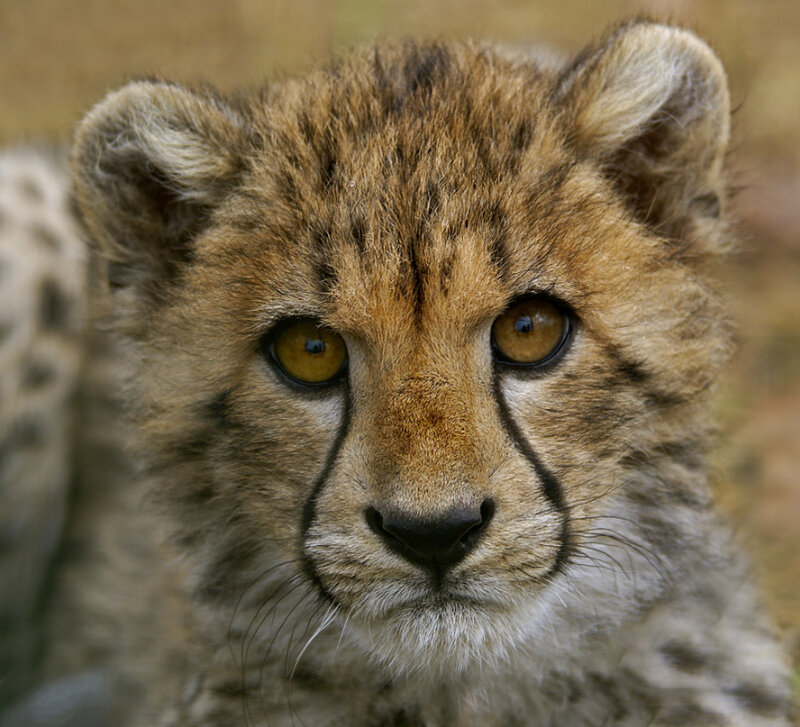 Cheetah Cub — Brown, Calm, Photograph