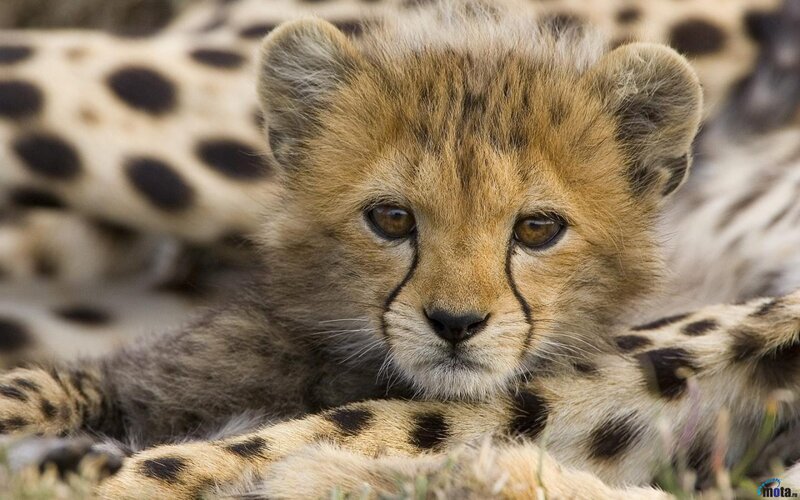 Cheetah Cub — Brown, Calm