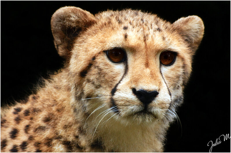 Cheetah Cub — Brown