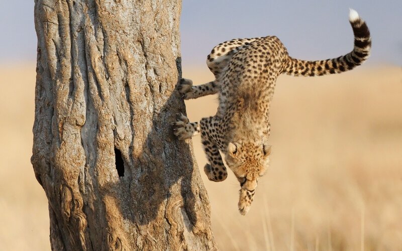 Cheetah Cub Climbing Tree — Brown, Active