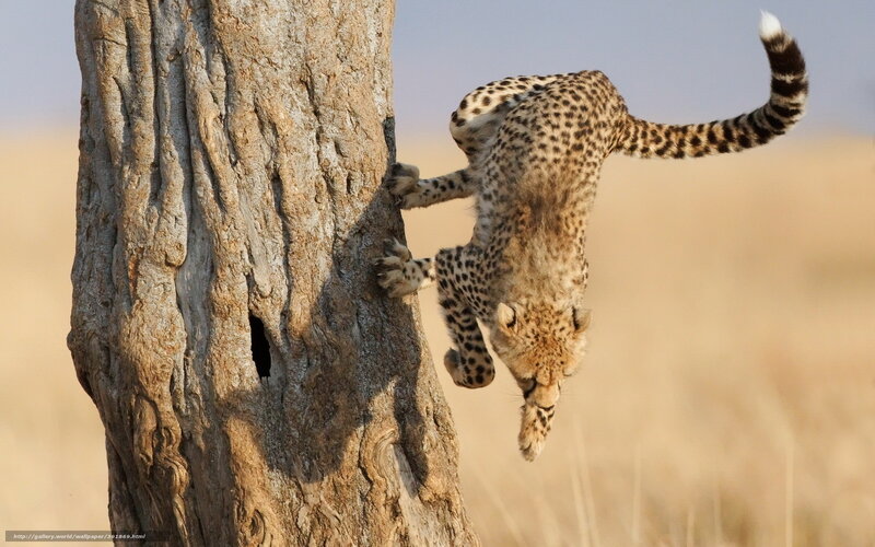 Cheetah Cub Climbing Tree — Brown