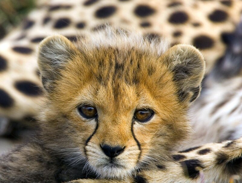 Cheetah cub close-up