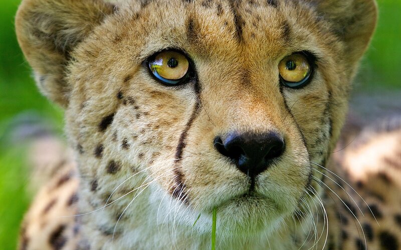 Cheetah Cub Face