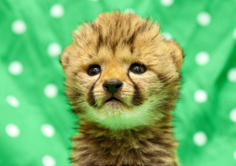 Cheetah Cub — Green