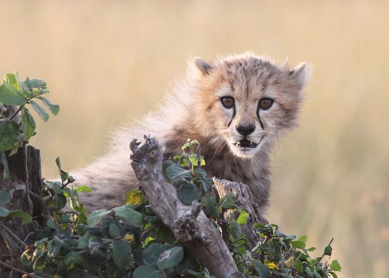 Cheetah cub in bush