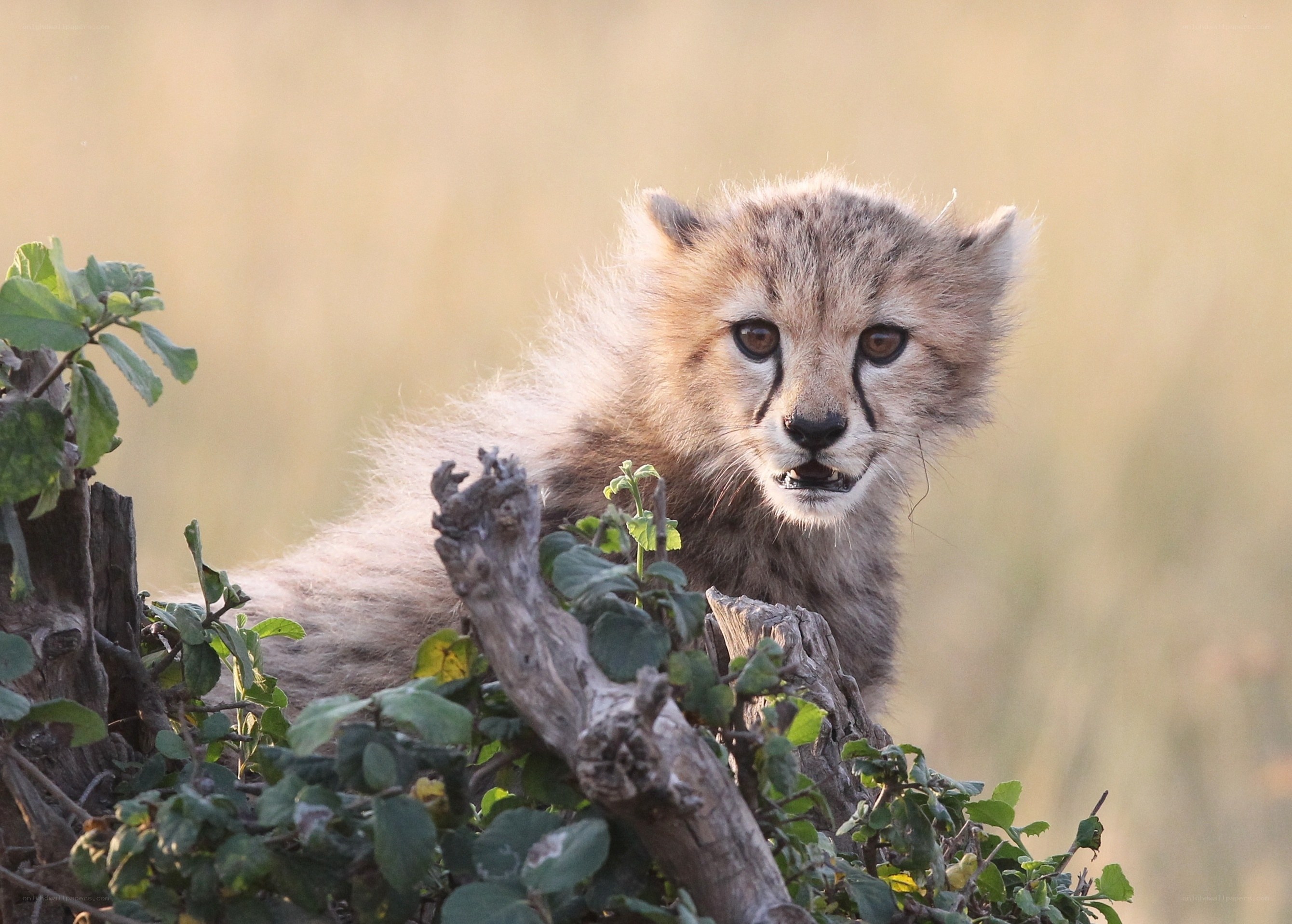 Cheetah cub in bush