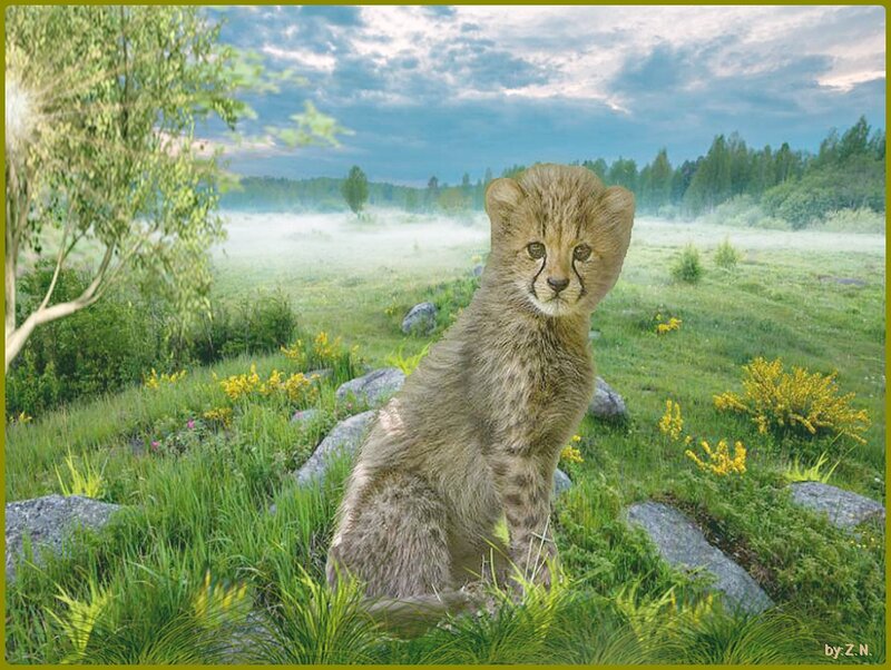 Cheetah Cub in Field