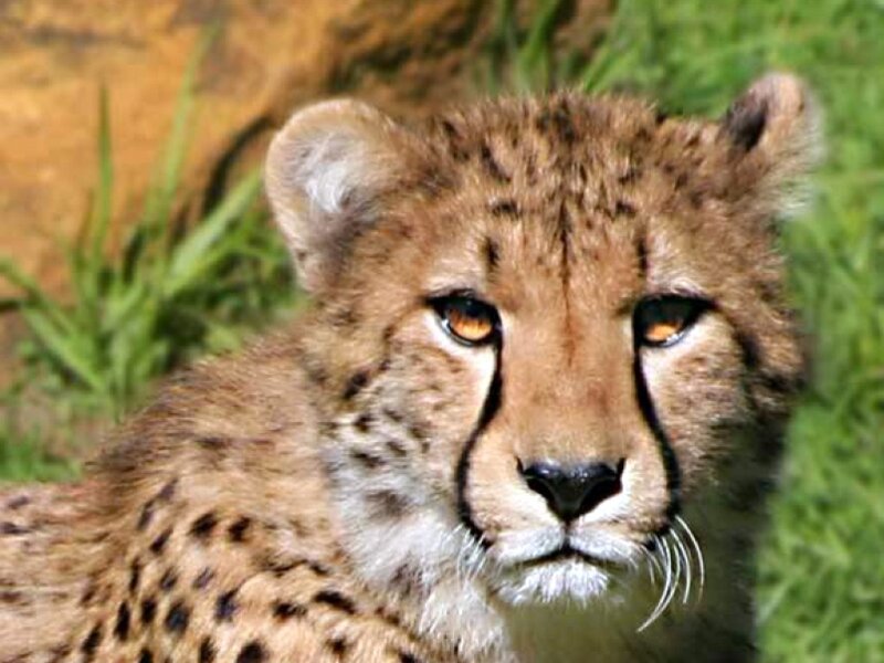 cheetah cub in grass