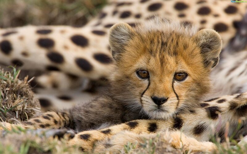 Cheetah cub in grass