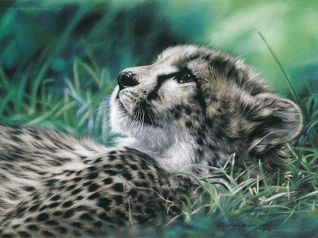 Cheetah cub in grass