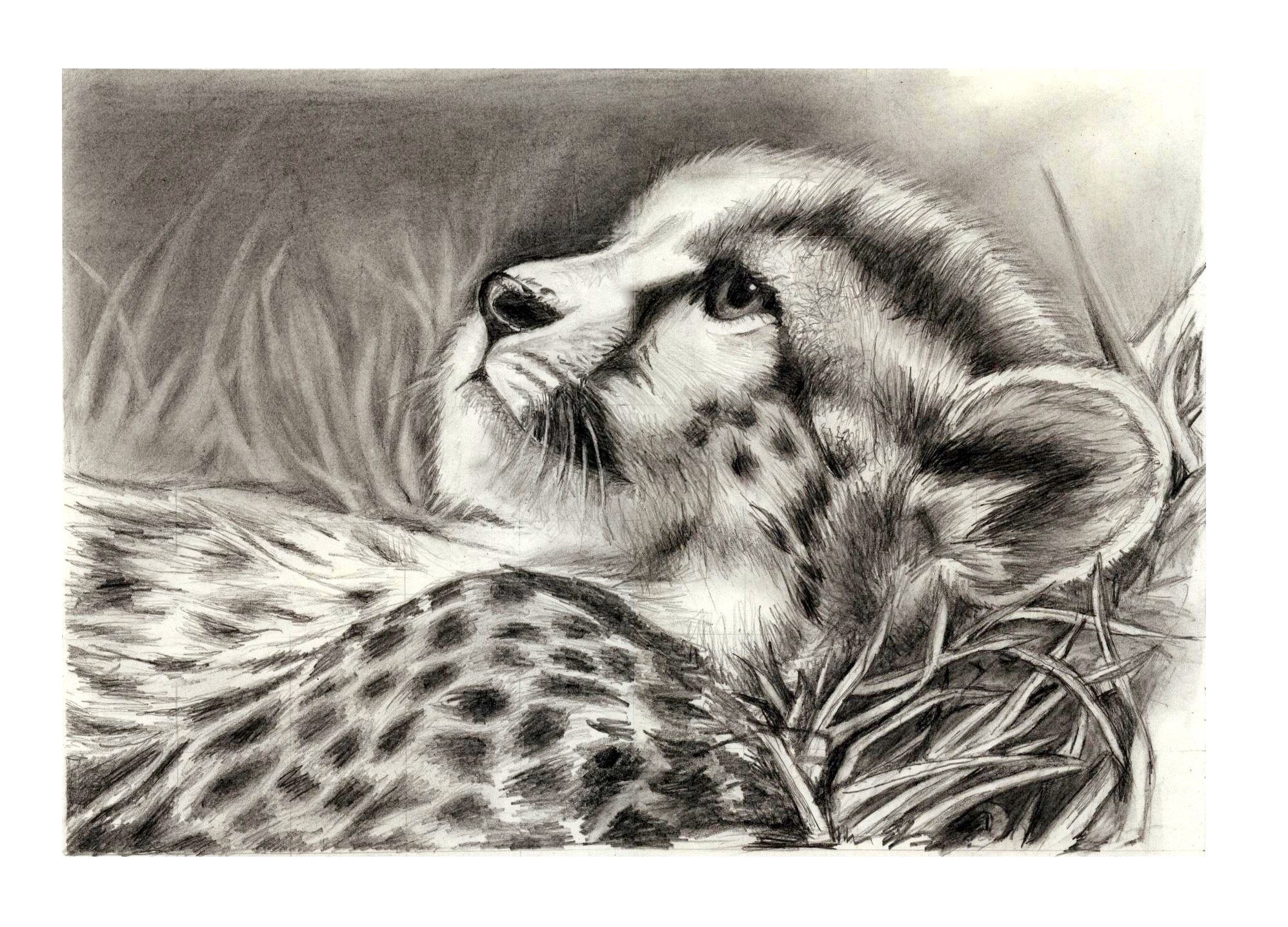 Cheetah cub in grass