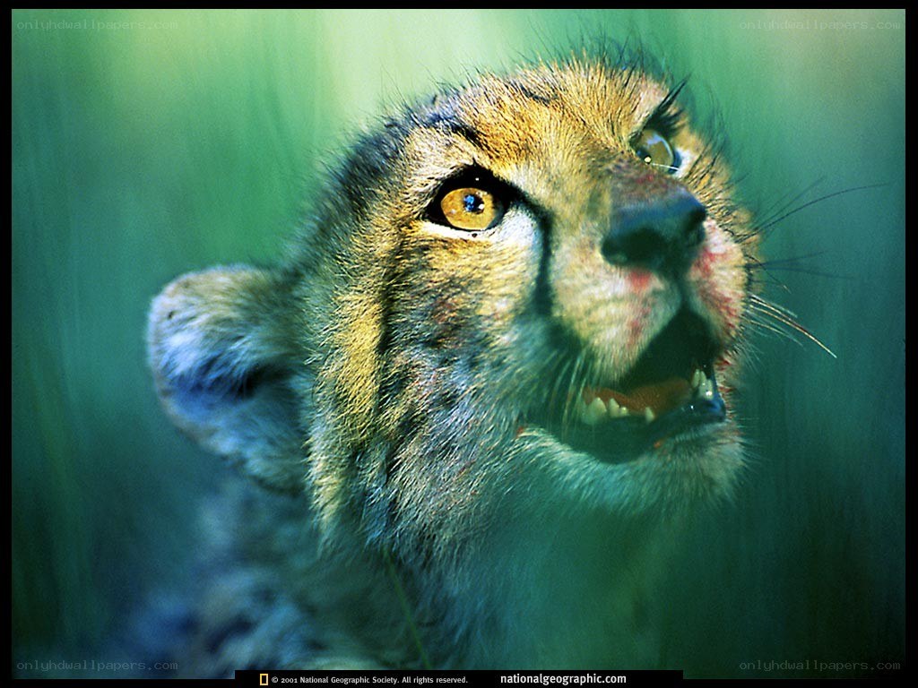 Cheetah cub in grass