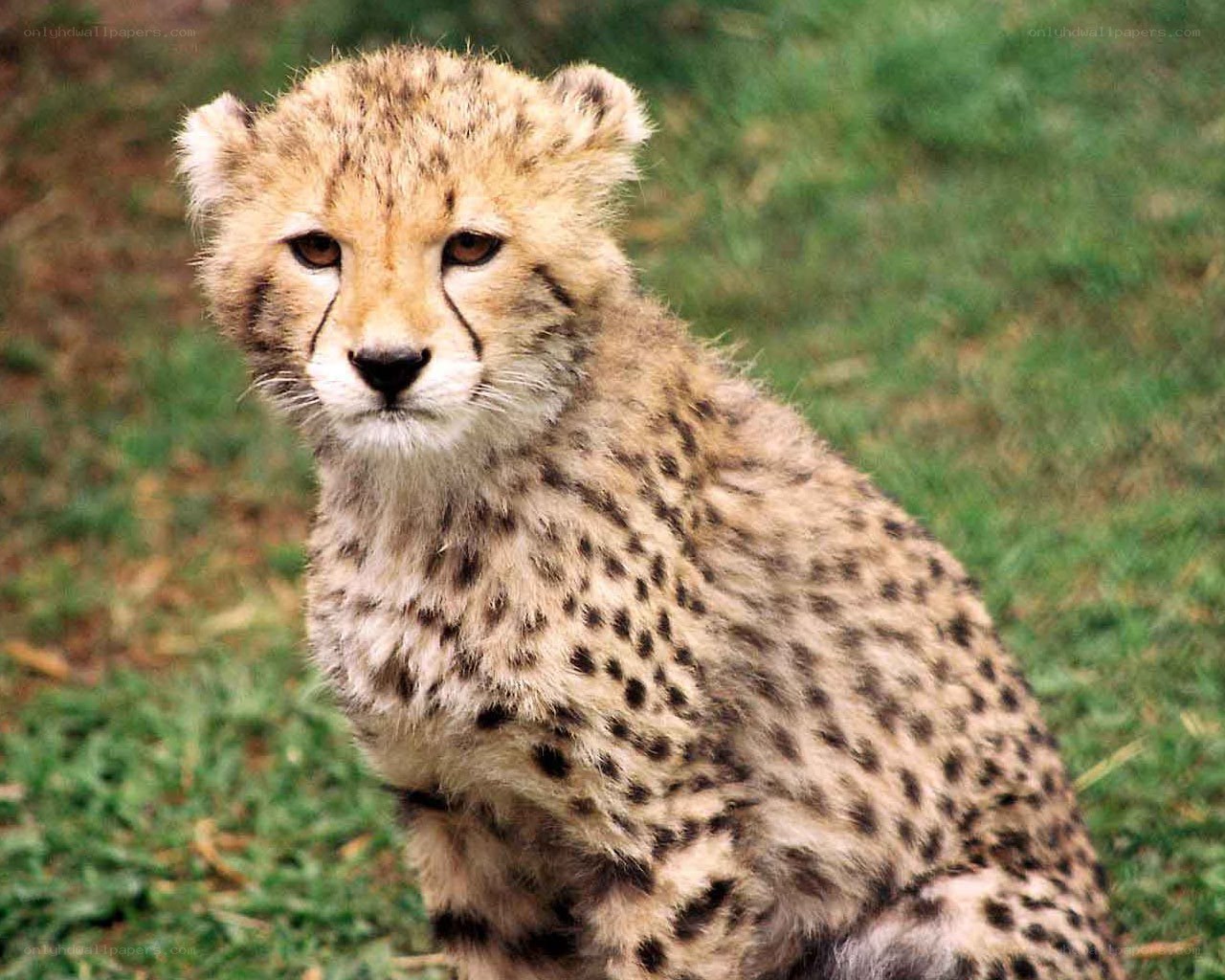 Cheetah cub in grass