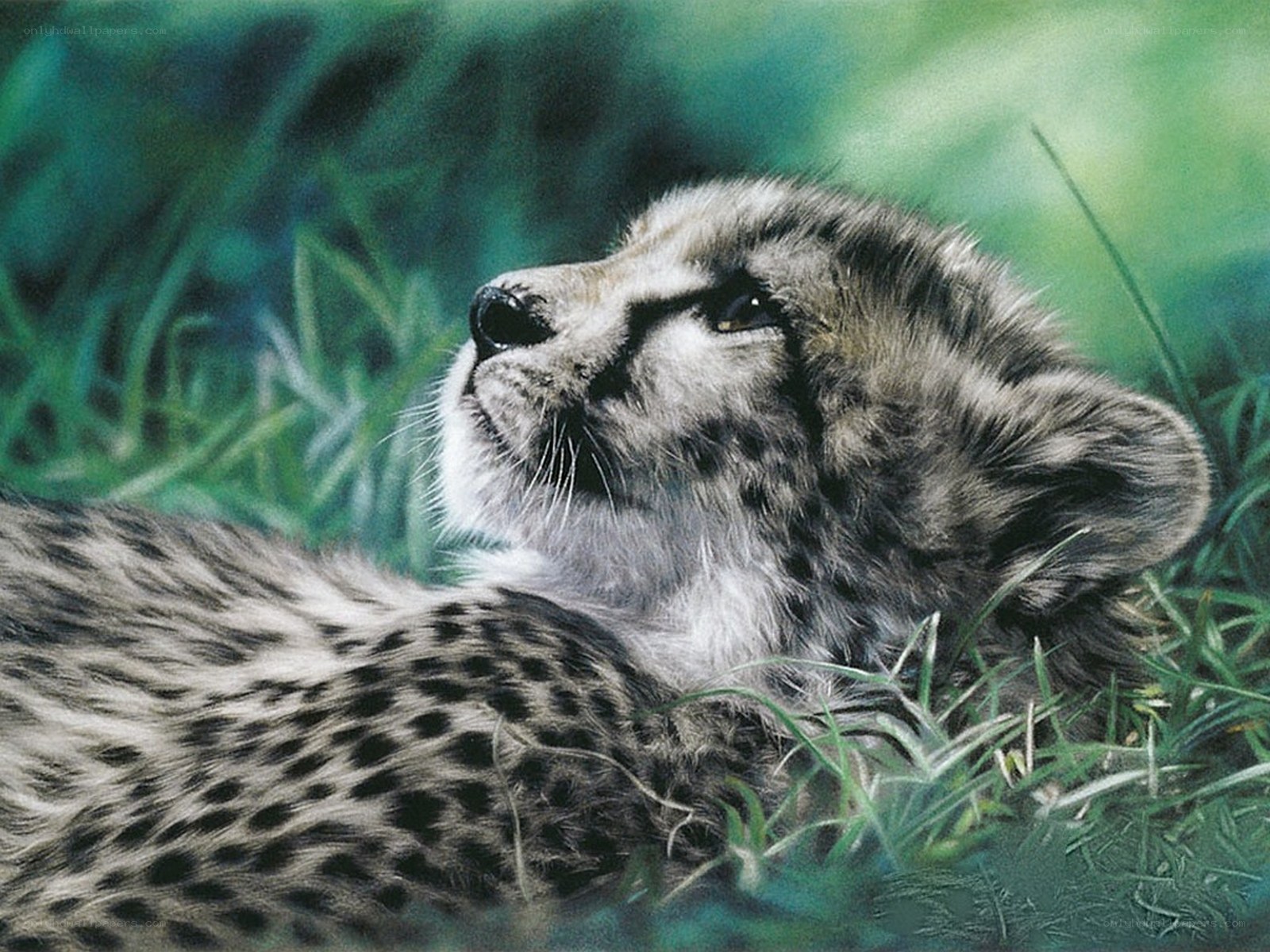 cheetah cub in grass