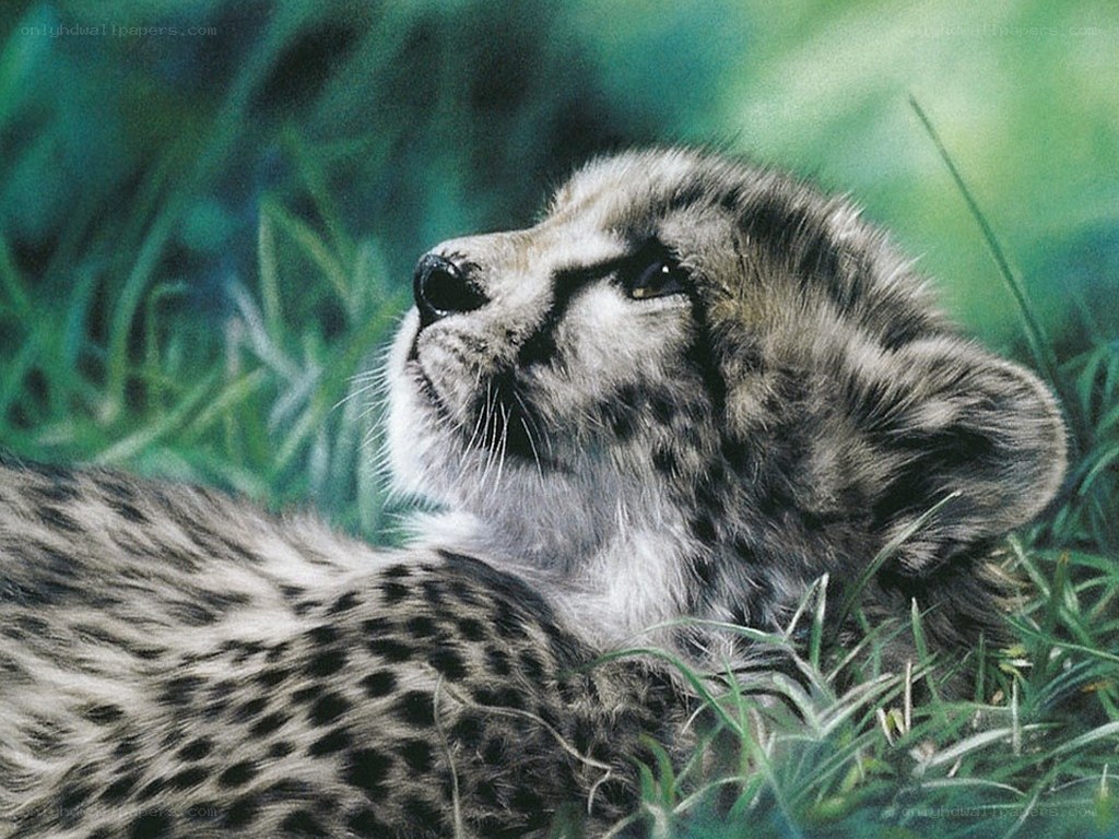 cheetah cub in grass