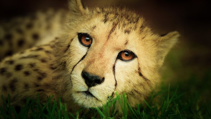 Cheetah Cub in Grass — Brown, Calm, Photograph