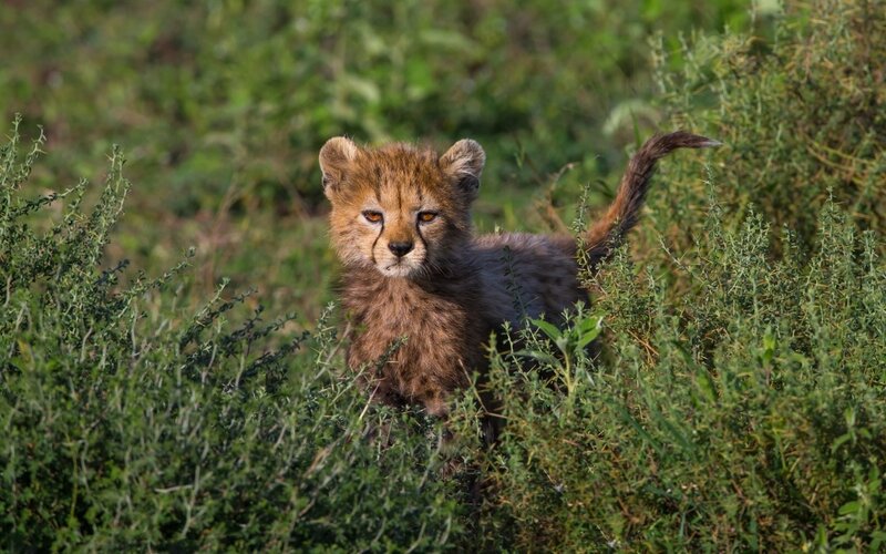 Cheetah Cub in Grass — Brown