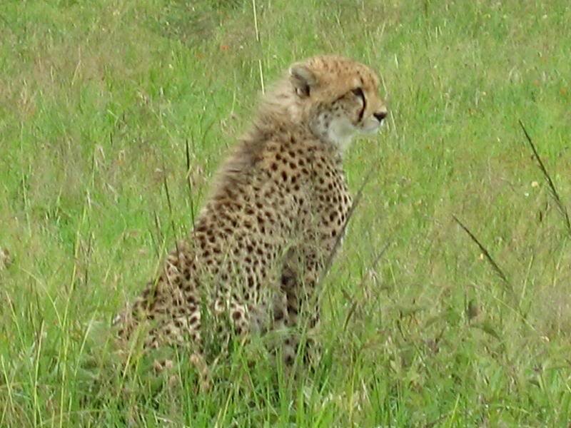 Cheetah Cub in Grass — Green, Calm