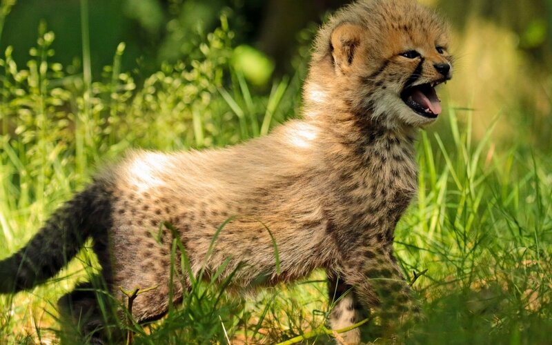 Cheetah Cub in Grass — Green, Natural
