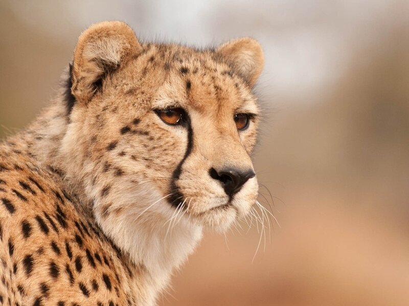 Cheetah Cub in Profile