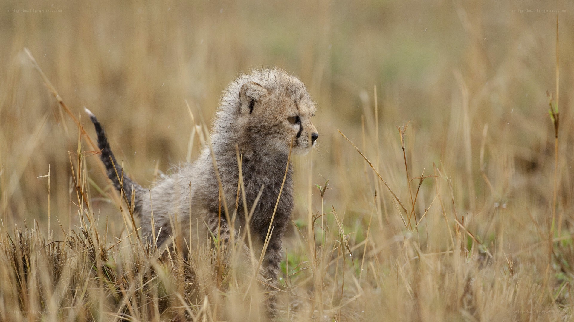 cheetah cub in tall grass