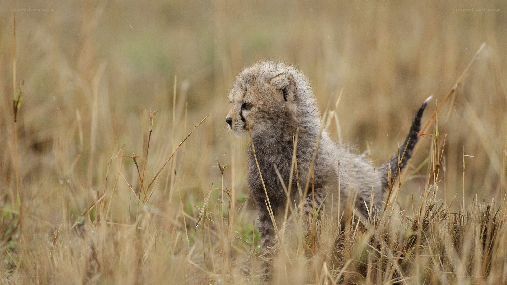 Cheetah cub in tall grass