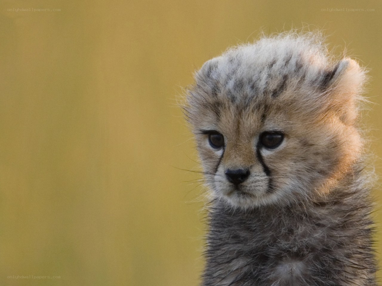 Cheetah cub in the wild