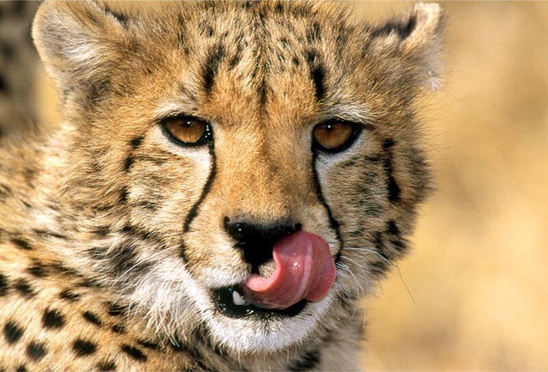 Cheetah Cub Licking