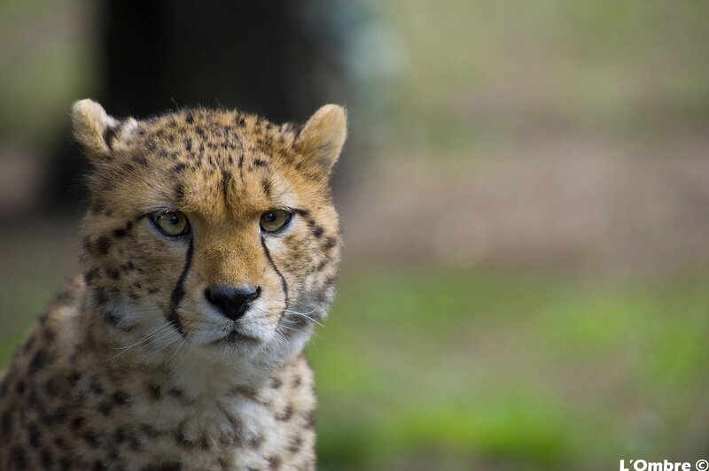 Cheetah cub looking at camera