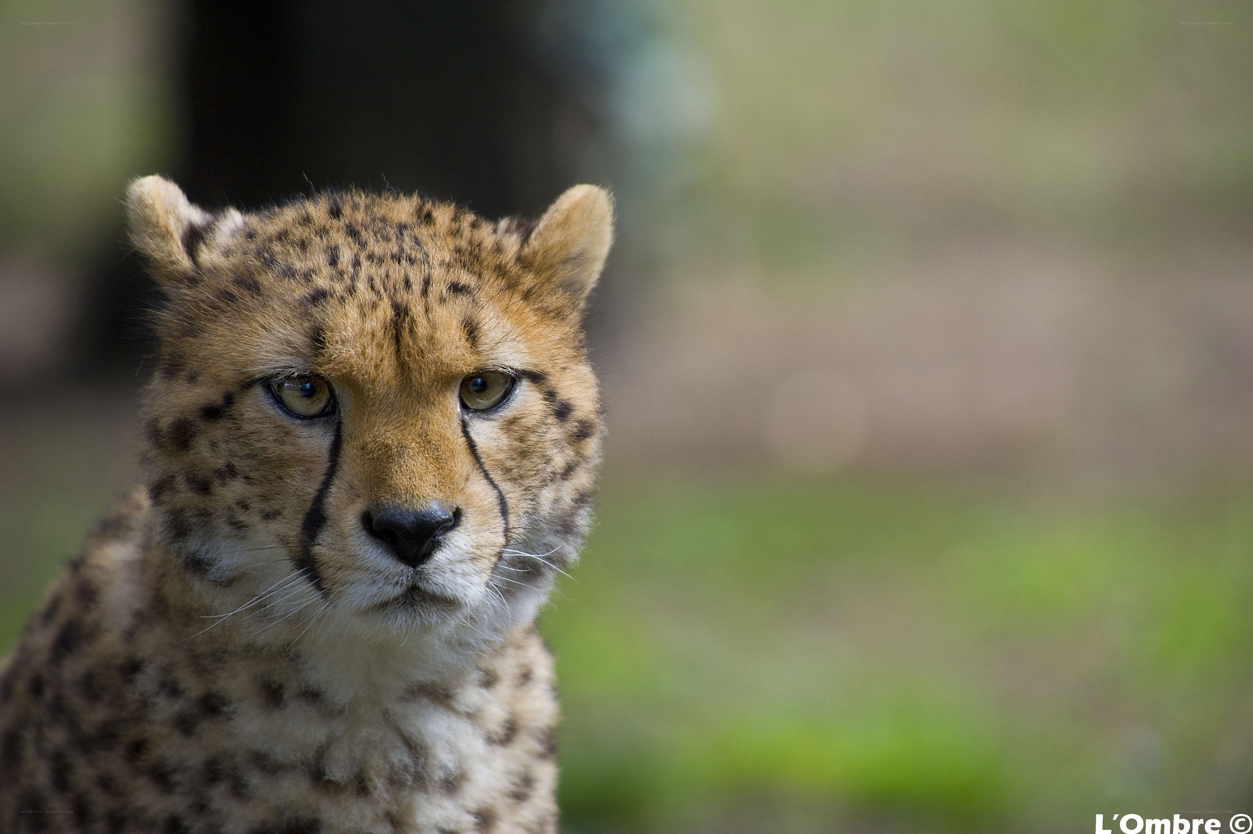 Cheetah cub looking at camera