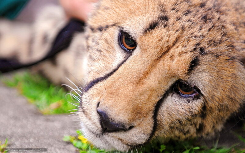 Cheetah Cub Lying — Brown, Calm, Afternoon