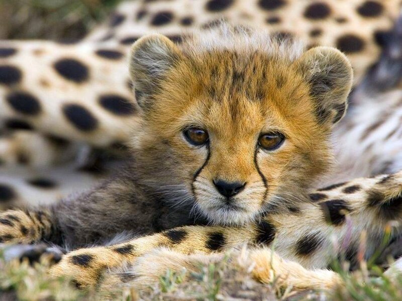 Cheetah Cub Lying — Brown, Calm, Photograph