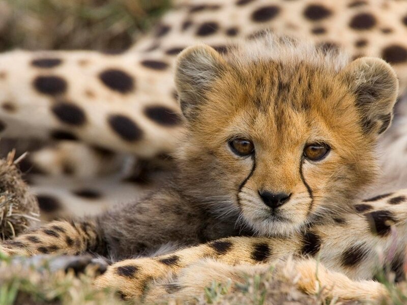 Cheetah Cub Lying — Brown