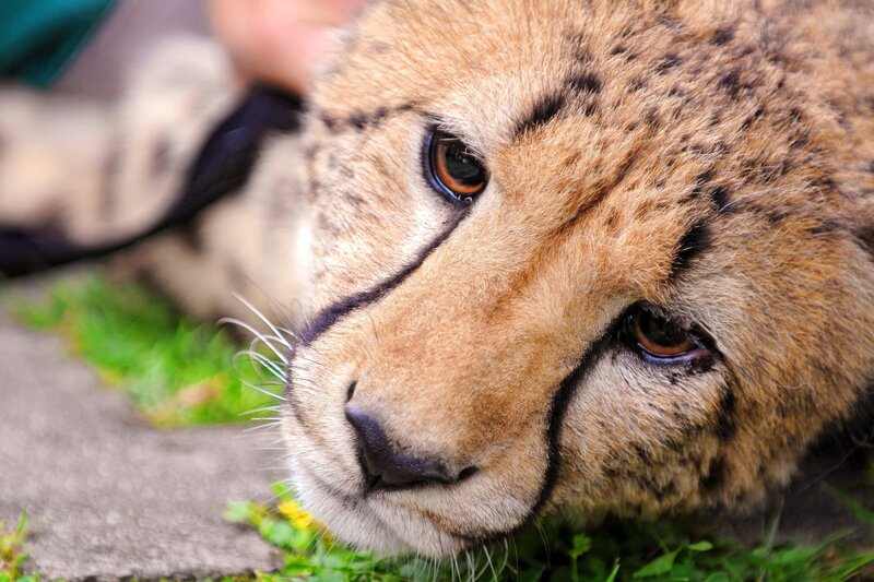 Cheetah Cub Lying Down — Brown, Calm