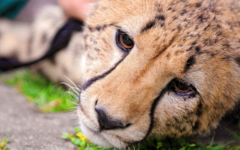 Cheetah Cub Lying Down — Brown