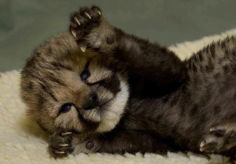 Cheetah Cub Lying Down