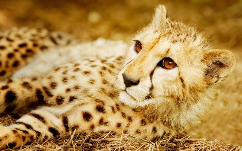 Cheetah Cub Lying — Tan, Calm, Photograph, Hay