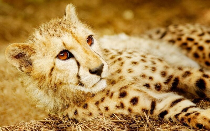 Cheetah Cub Lying — Tan, Calm